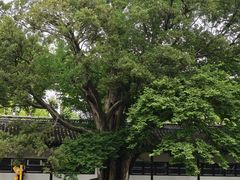 -苏州文庙(姑苏区)