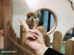 -藦茜花园宠物主题亲子互动体验馆(国顺东路店)