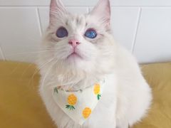 -Bastet sally猫舍购宠(静安店)