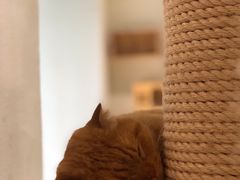 -藏猫猫咖啡主题馆(中央大道店)