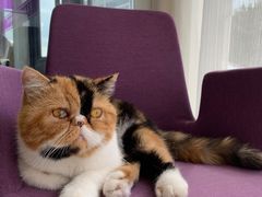 -宠爱国际动物医院· 猫科· 外科·中兽医(长白店)