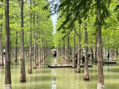 -泗洪洪泽湖湿地景区