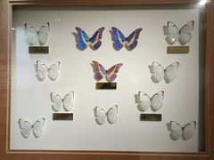 -上海昆虫博物馆