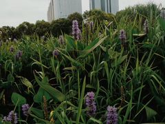 -艾溪湖湿地公园