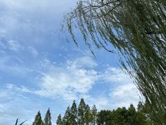 -青枫公园