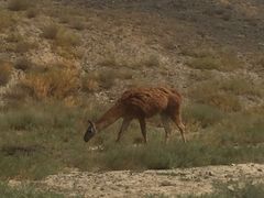 -新疆天山野生动物园