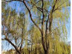 -龙沙公园