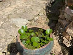 -杨家堂村