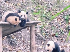 -中国大熊猫保护研究中心雅安碧峰峡基地