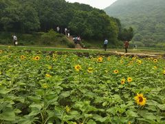 -八卦田遗址公园