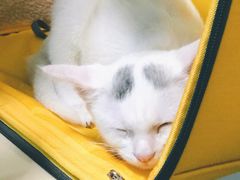 -仁普宠物诊所(住友昌盛新苑店)