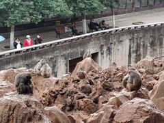 -昆明动物园