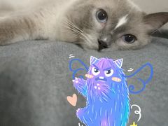 -创凡宠物医院·骨专科  猫科中心(西乡分院)