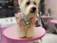 -FAELING PETS美天灵宠物(富力广场店)