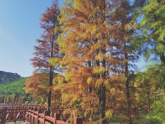 -广州市石门国家森林公园