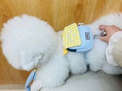 -菲丽丝宠物医院·24小时·猫科中心·免疫点(淮海分院)