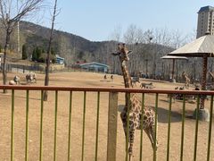 -大连森林动物园