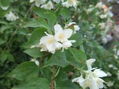 -VOYAGE COFFEE(北锣鼓巷店)