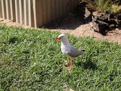 -费瑟代尔野生动物园