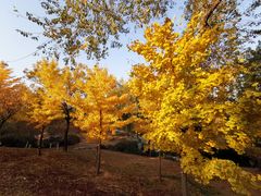 -北京西山国家森林公园