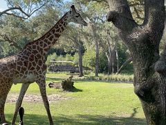 -奥兰多迪士尼动物王国乐园