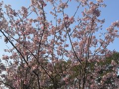 -金鸡山公园