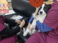 -美联众合动物医院·24h转诊中心
