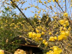 -三圣花乡旅游区