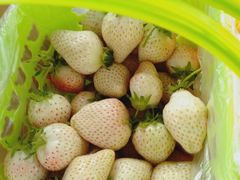 -大自然农场蔬菜草莓采摘园