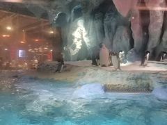 -帝企鹅自助餐厅•儿童岛•真企鹅(长隆企鹅酒店)