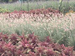 -荷兰花海
