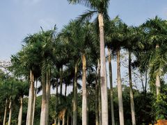 -深圳仙湖植物园