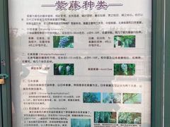 -嘉定紫藤园