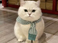 -钦宠·猫咪售卖·洗护·寄养(东圃旗舰店)