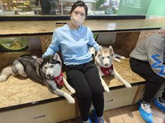-Husky Go! 哈士奇体验馆·宠物咖啡厅狗咖
