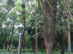 -广东茂名森林公园