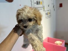 -翊宠yipet猫狗购宠庄园犬舍•猫舍