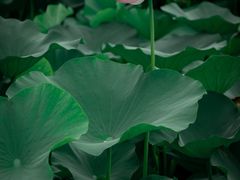 -荷塘月色湿地公园·向阳花洲