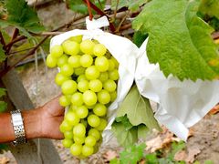 -马陆小张葡萄园农家乐