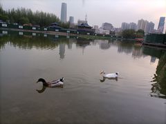 -雁滩公园