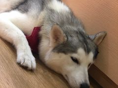 -Husky Go! 哈士奇体验馆·宠物咖啡厅狗咖