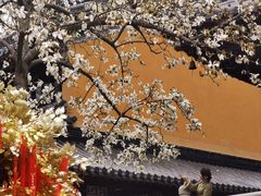 -灵谷景区