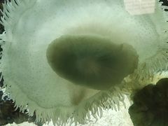 -苏州海洋馆