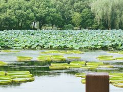 -荷塘月色湿地公园·向阳花洲