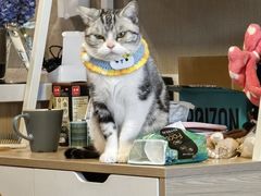 -佳雯宠物医院·皮肤科·内外科(春晓路分院)