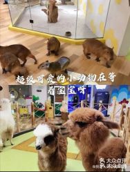 -七巧国萌宠乐园(龙湖天街店)