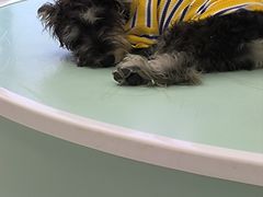 -怪兽屋·羊驼·猫咖·狗咖(俊华广场店)