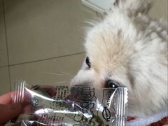 -1013 PET SHOP 宠物商店(近铁城市广场店)