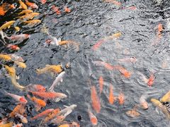 -下海庙