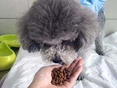 -康旭宠物医院(郑州总院)